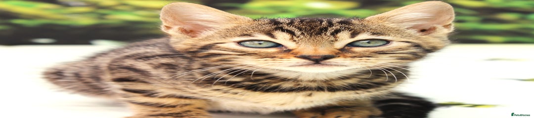 Bengal Kitten 3