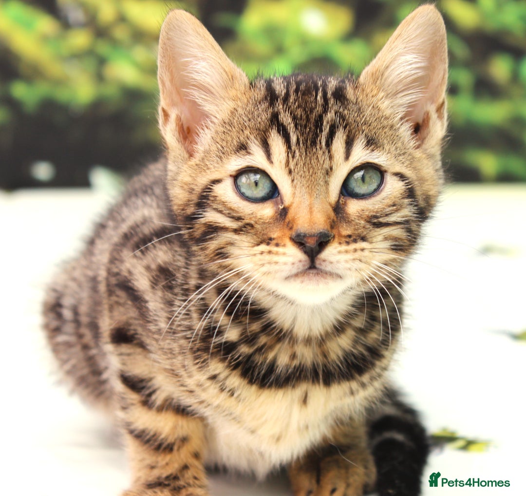Bengal cats for sale: CUTE SNOW & BROWN BENGAL KITTENS (TICA REG) - Image 14