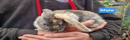 Mini Lion Lop rabbits for sale: Super Friendly Baby Lion Lops and Lop x Mini Rex   - Advert 4