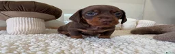 Miniature Dachshund dogs for sale: Beautiful mini dachshund girls🥰 - Advert 4