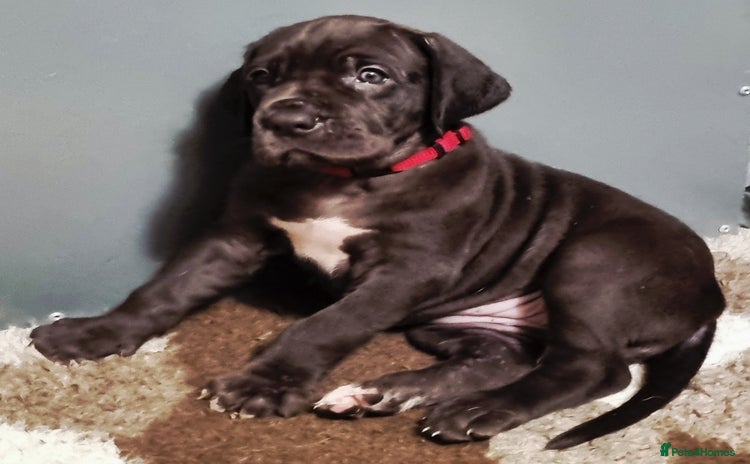 Great Dane dogs Exceptional pups, viewings welcome - Advert 1