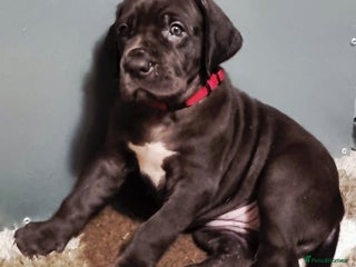 Great Dane dogs Exceptional pups, viewings welcome - Advert 10