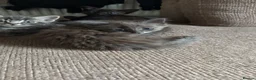 Mixed Breed cats for sale: Adorable tabby and grey kittens - Advert 10