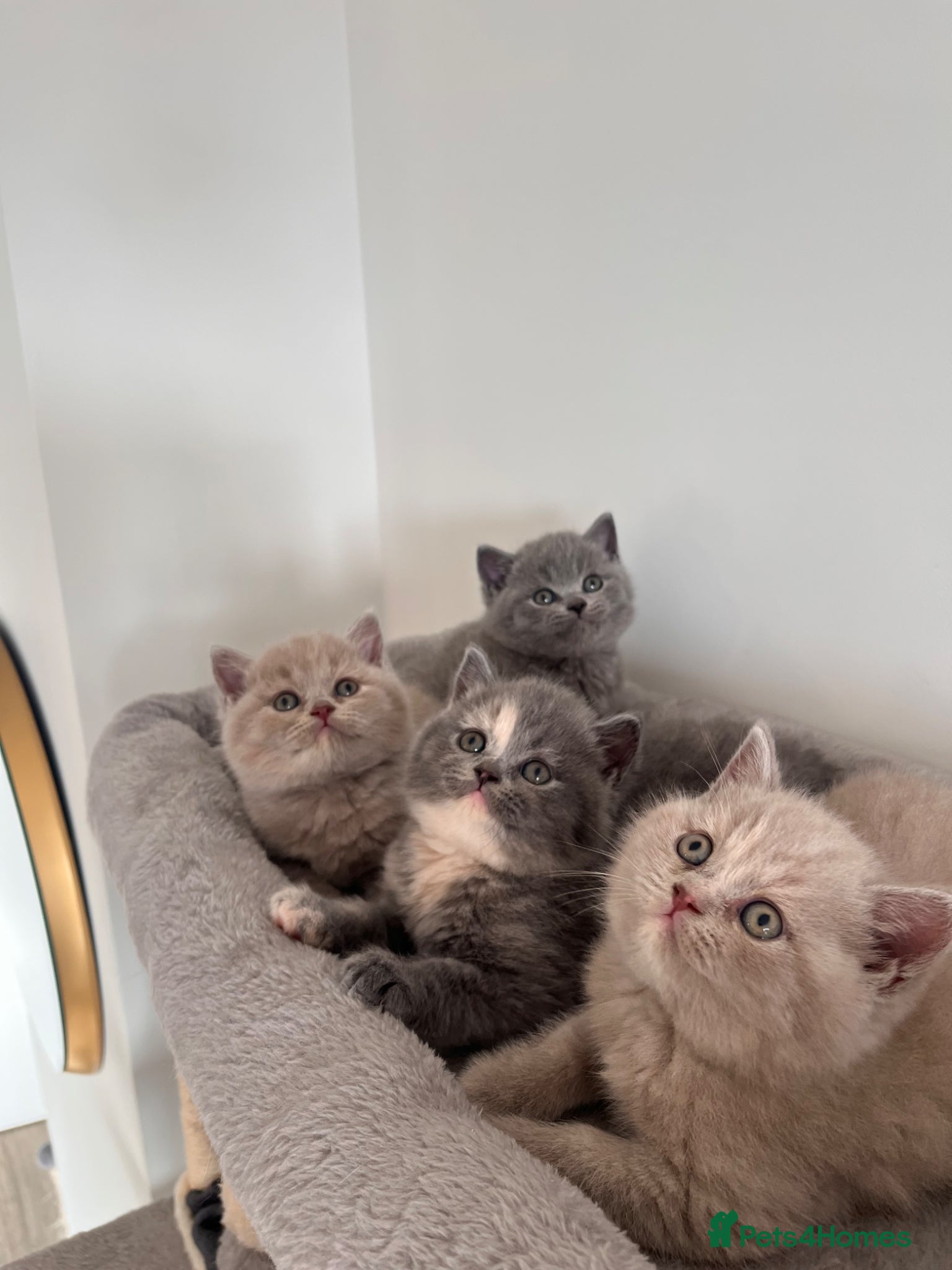 British Shorthair cats Stunning British Shorthair Kittens 😻✨ - Advert 1