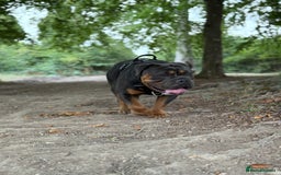 Olde English Bulldogge dogs for sale: Bulldog  - Image 3