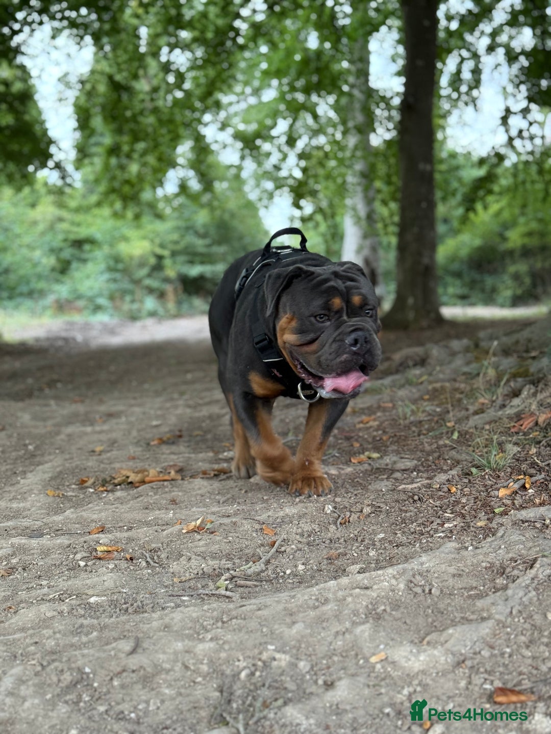 Olde English Bulldogge dogs for sale: Bulldog  - Image 3