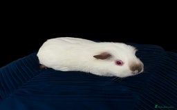 Guinea Pig rodents for sale: Female guinea pig for adoption - Image 1