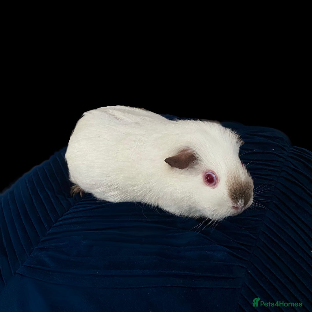 Guinea Pig rodents for sale: Female guinea pig for adoption - Image 1