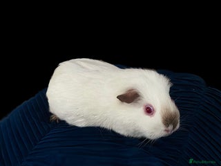 Guinea Pig rodents for sale - Advert 1
