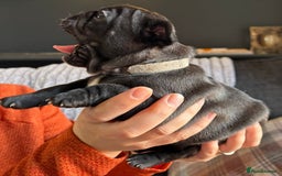 French Bulldog dogs for sale: 9 Beautiful French Bulldog Puppies for Sale - Image 4