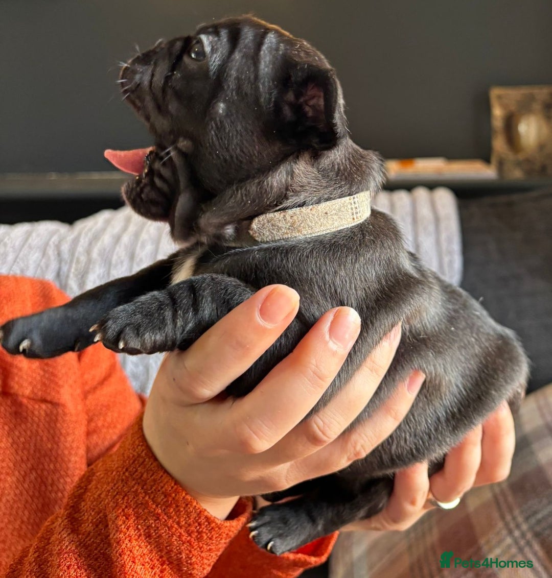 French Bulldog dogs for sale: 9 Beautiful French Bulldog Puppies for Sale - Image 4
