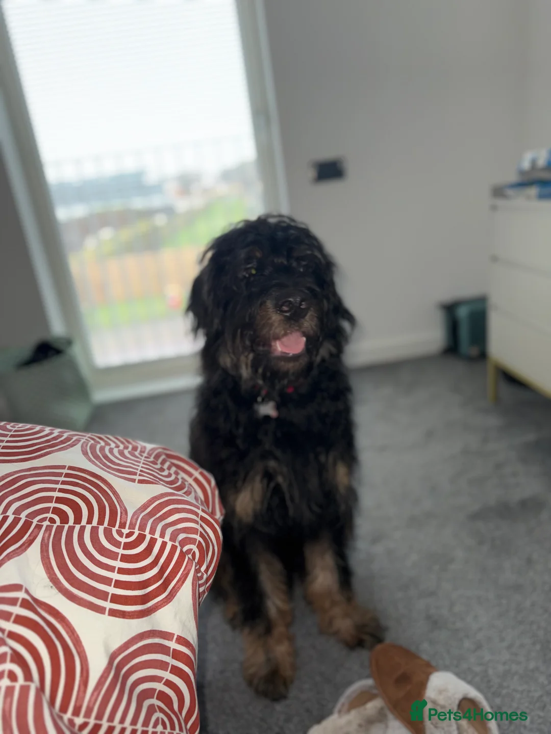 Mixed Breed dogs for sale: Male roodle   - Advert 5