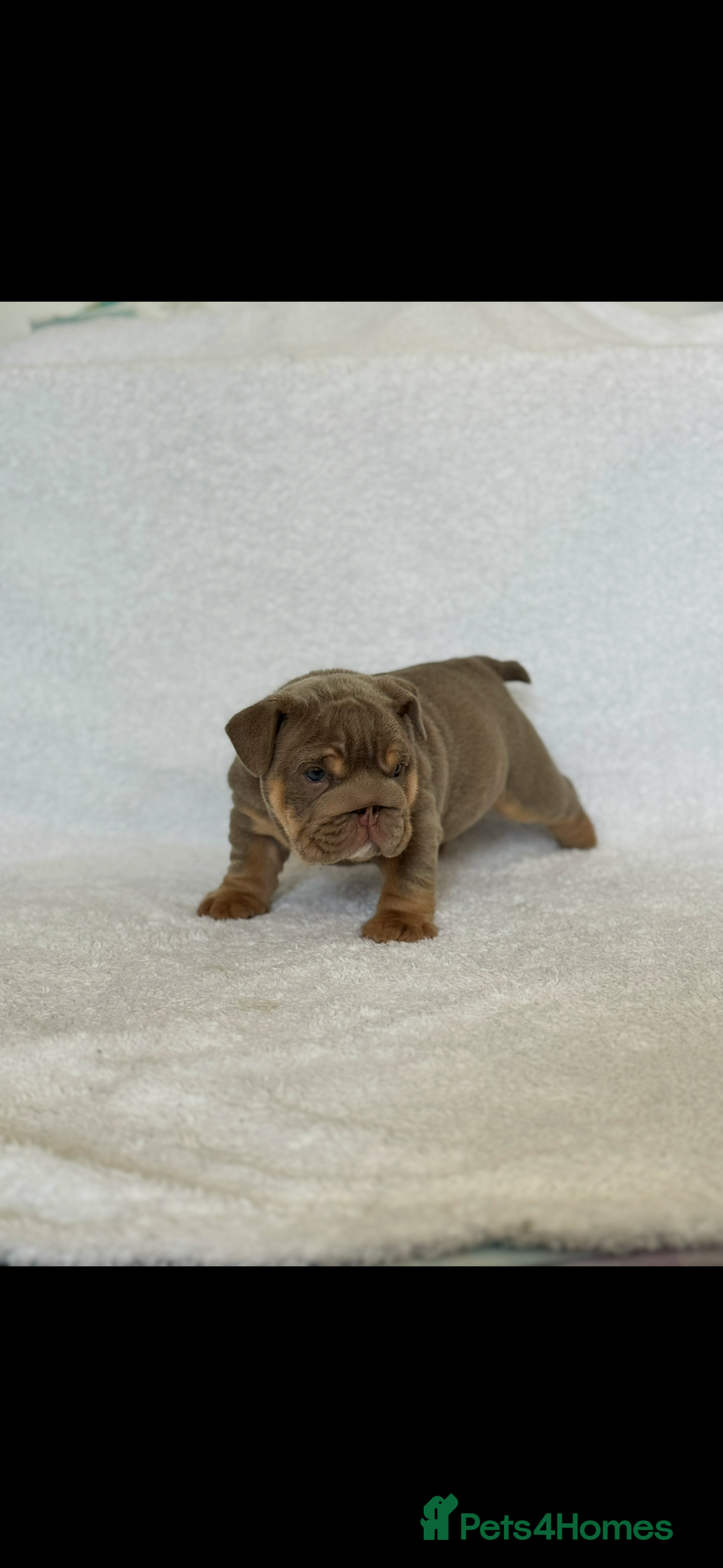 English Bulldog dogs for sale: KC registered English bulldog puppies - Image 5