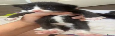 Mixed Breed 4