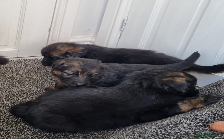 German Shepherd dogs - Advert 1