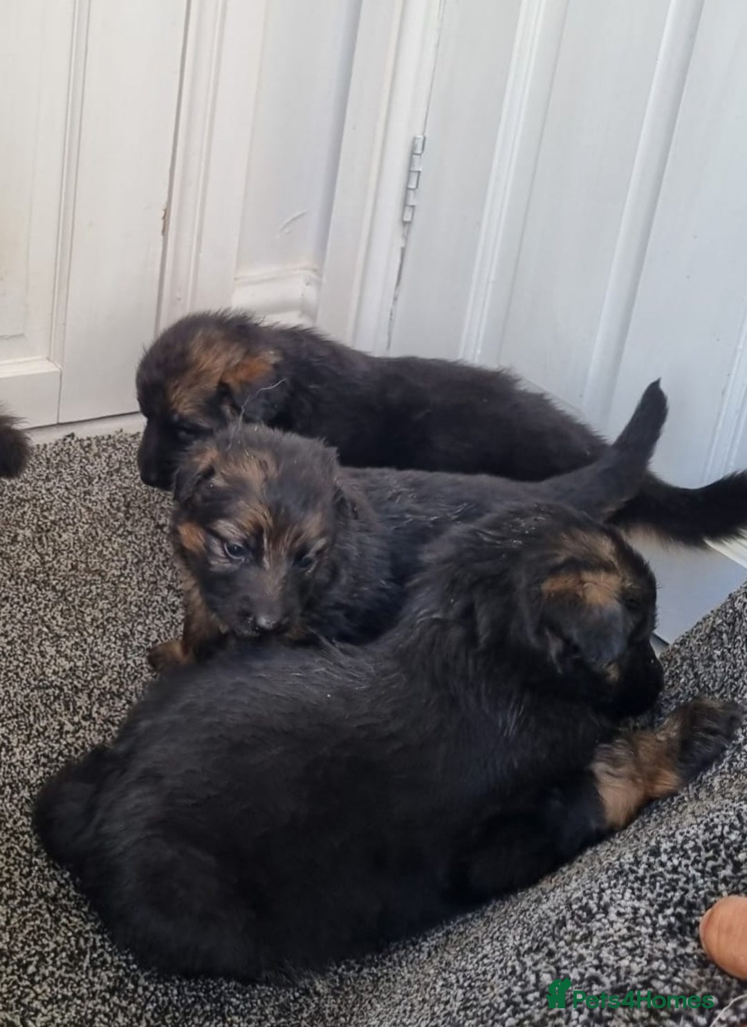 German Shepherd dogs for sale: German shepherd's long hair - Image 1