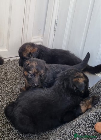 German Shepherd dogs - Advert 14