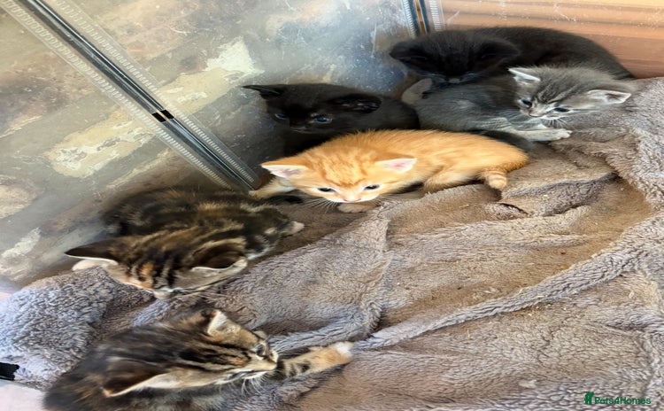 Mixed Breed cats - Advert 4
