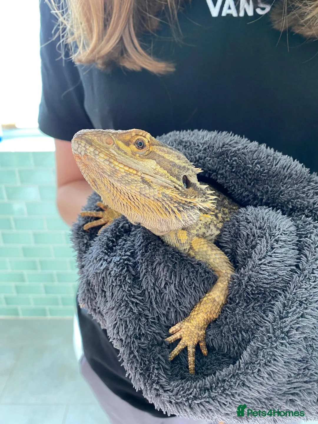 Bearded Dragon reptiles for sale: Well-loved Beardy free to the right person! in Berkhamsted - Advert 2
