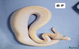 Python Snake reptiles for sale: Royal Python Morph Hatchling's Female - Image 16