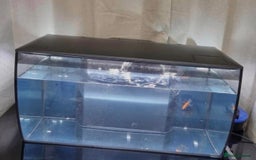 Other/Mixed Breed fish for sale: Fluval Fish Tank 123L - Image 3