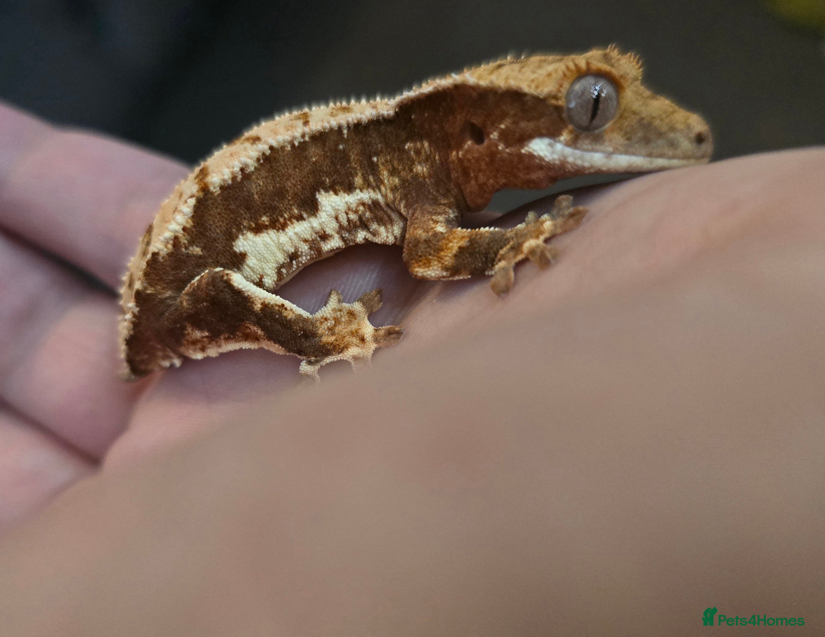 Gecko reptiles Red base Lilly White- Crested gecko - Advert 15