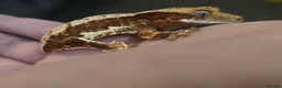 Gecko reptiles for sale: Red base Lilly White- Crested gecko - Advert 1