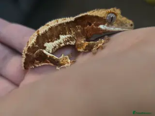 Gecko reptiles Red base Lilly White- Crested gecko - Advert 15