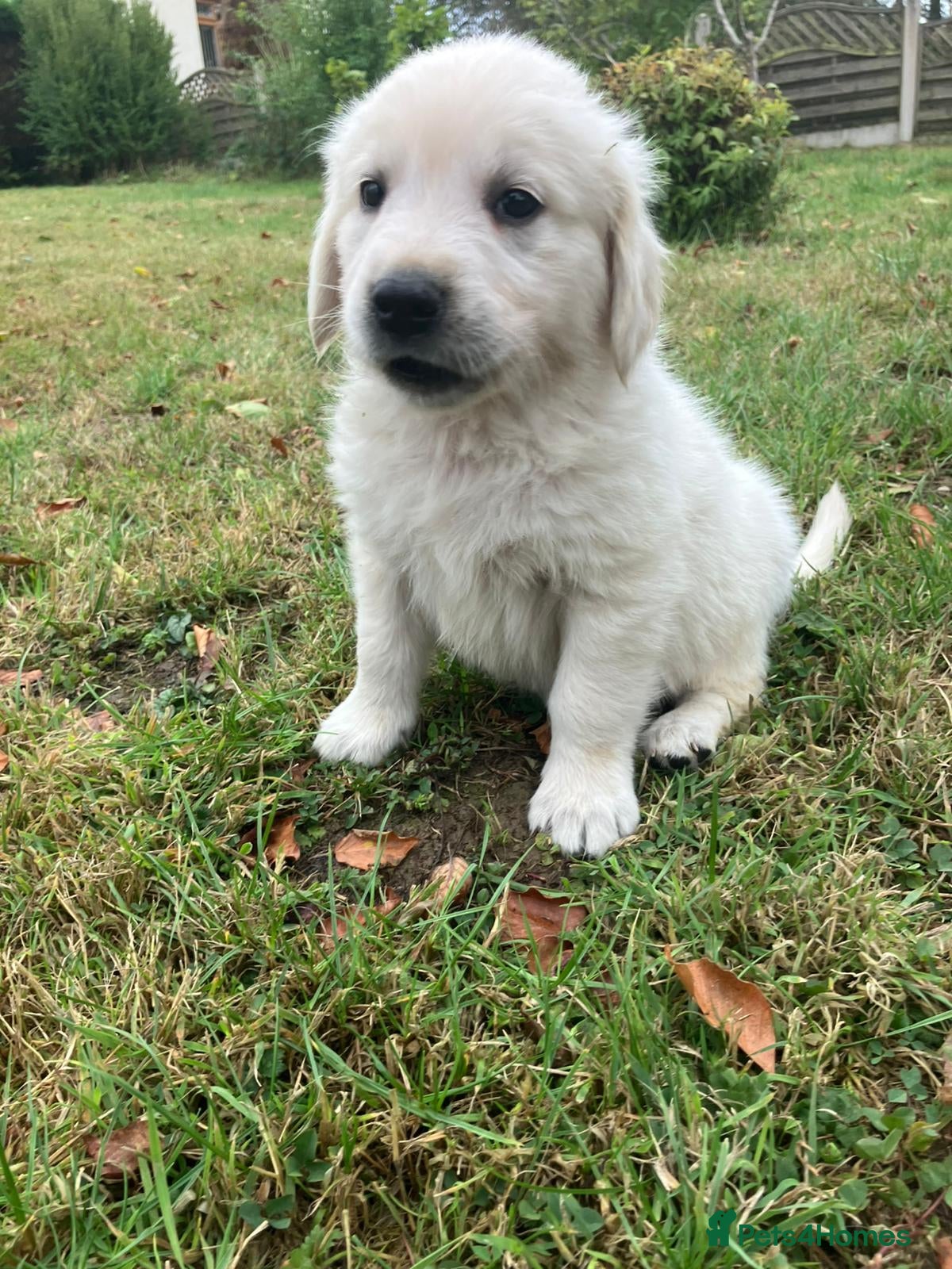 Golden Retriever dogs KC Reg Health Tested Golden Retriever Pups - Advert 2