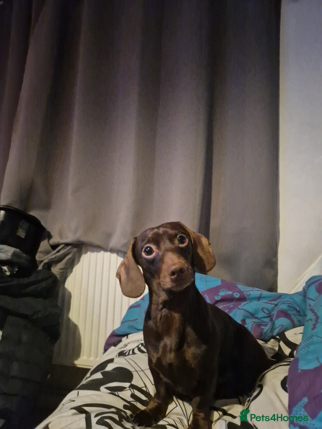 Miniature Dachshund dogs for sale: Miniature dachshund  - Advert 6