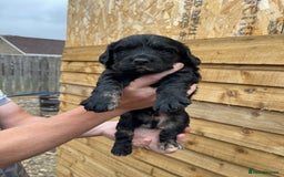 Cocker Spaniel dogs for sale: Cocker Spaniel Pups  - Image 6
