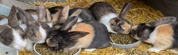 Dutch rabbits for sale: Baby Dutch Rabbits in Boston - Advert 1