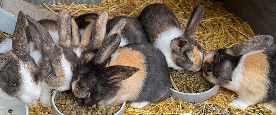 Dutch rabbits for sale: Baby Dutch Rabbits in Boston - Advert 1