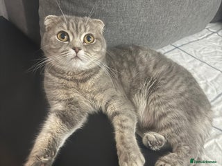 Scottish Fold cats Scottish fold kittens - Advert 2