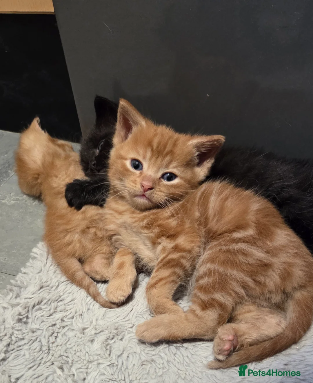 Mixed Breed cats for sale: Fluffy Kittens Ready for Loving Homes  - Advert 1