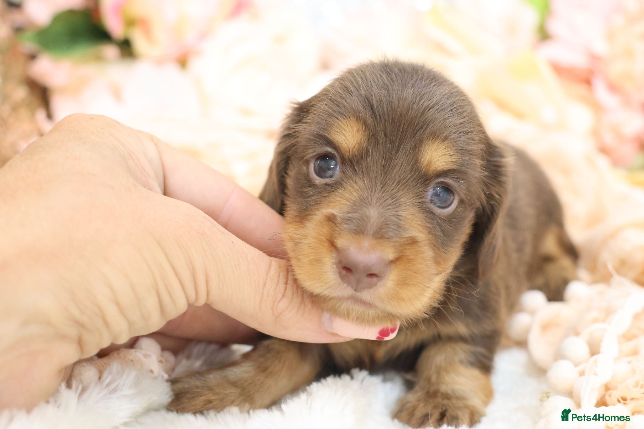 Miniature Dachshund dogs KC Longhair Miniature Dachshunds - Advert 1