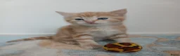 Mixed Breed cats for sale:  3 GINGER KITTENS  - Advert 2