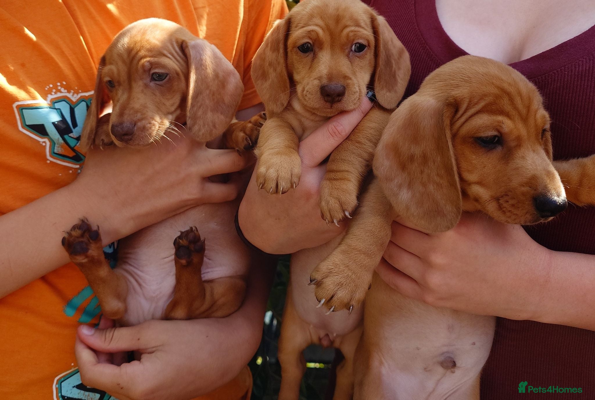 Miniature Dachshund dogs Beautiful Miniature Puppy Dachsung  - Advert 2