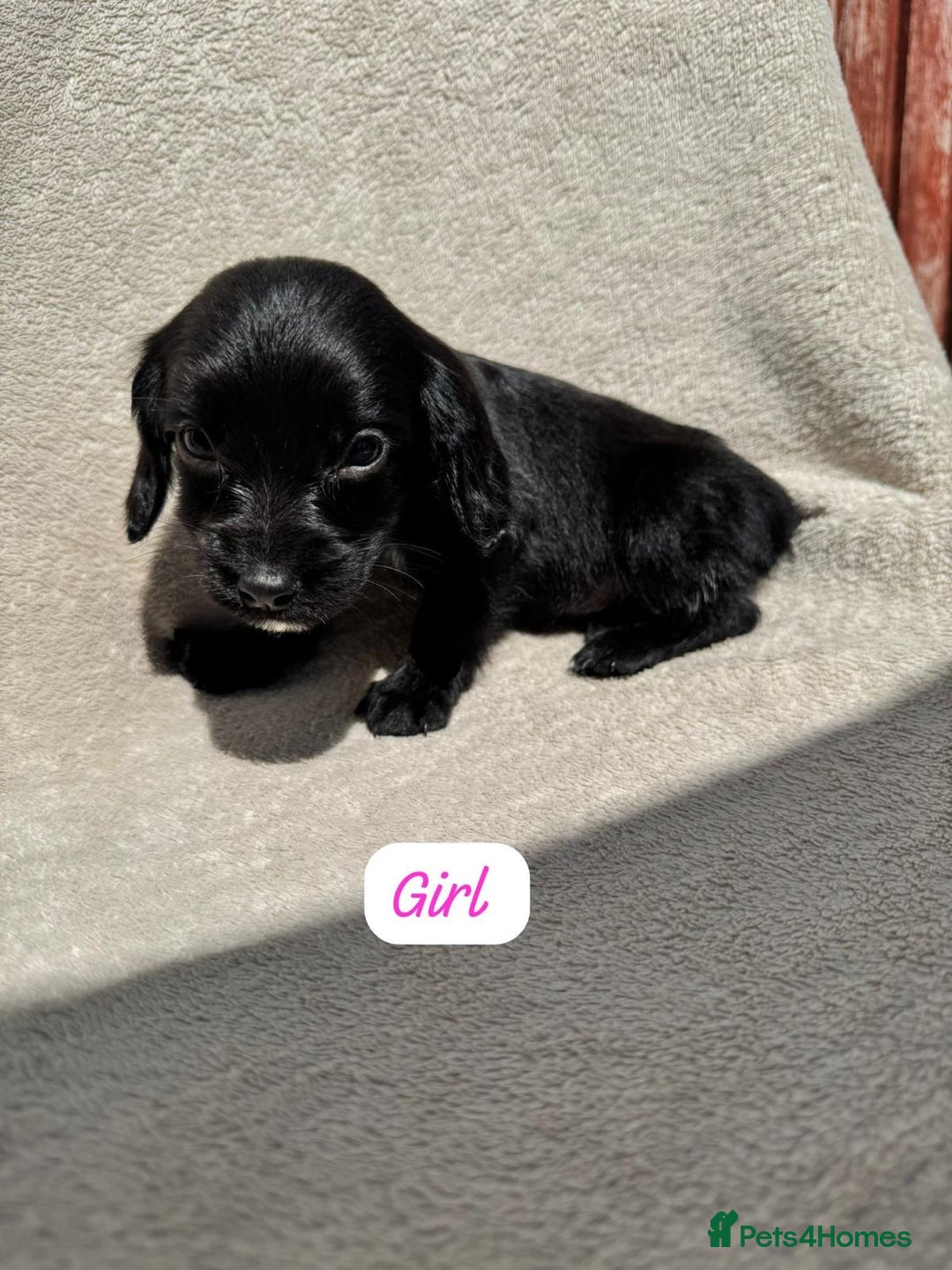 Sprocker dogs for sale: 7 Sprocker puppies  - Advert 12