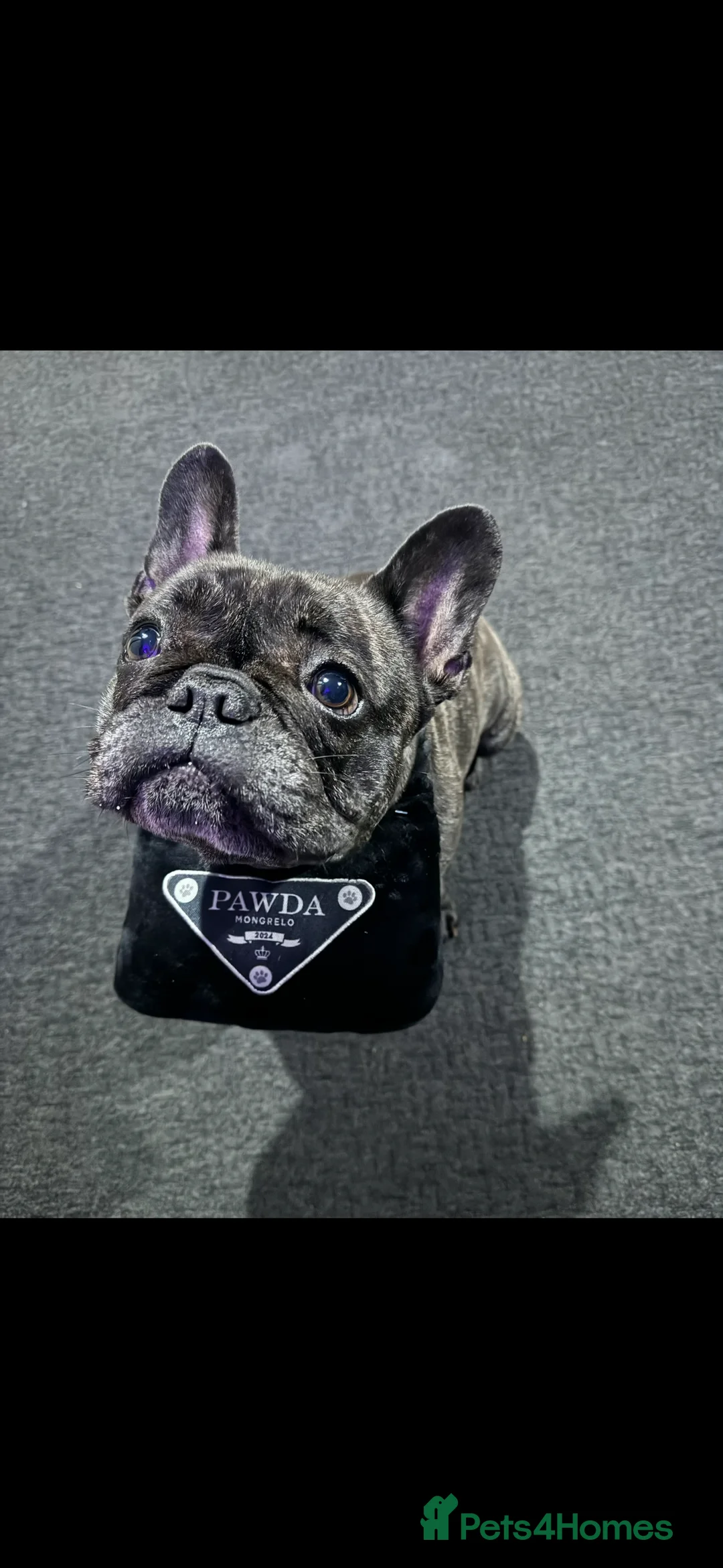 French Bulldog dogs for sale: Lovely Pedigree French Bulldog - Advert 2