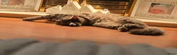 Siberian cats for sale: Stunning Siberian very reduce price  - Advert 6