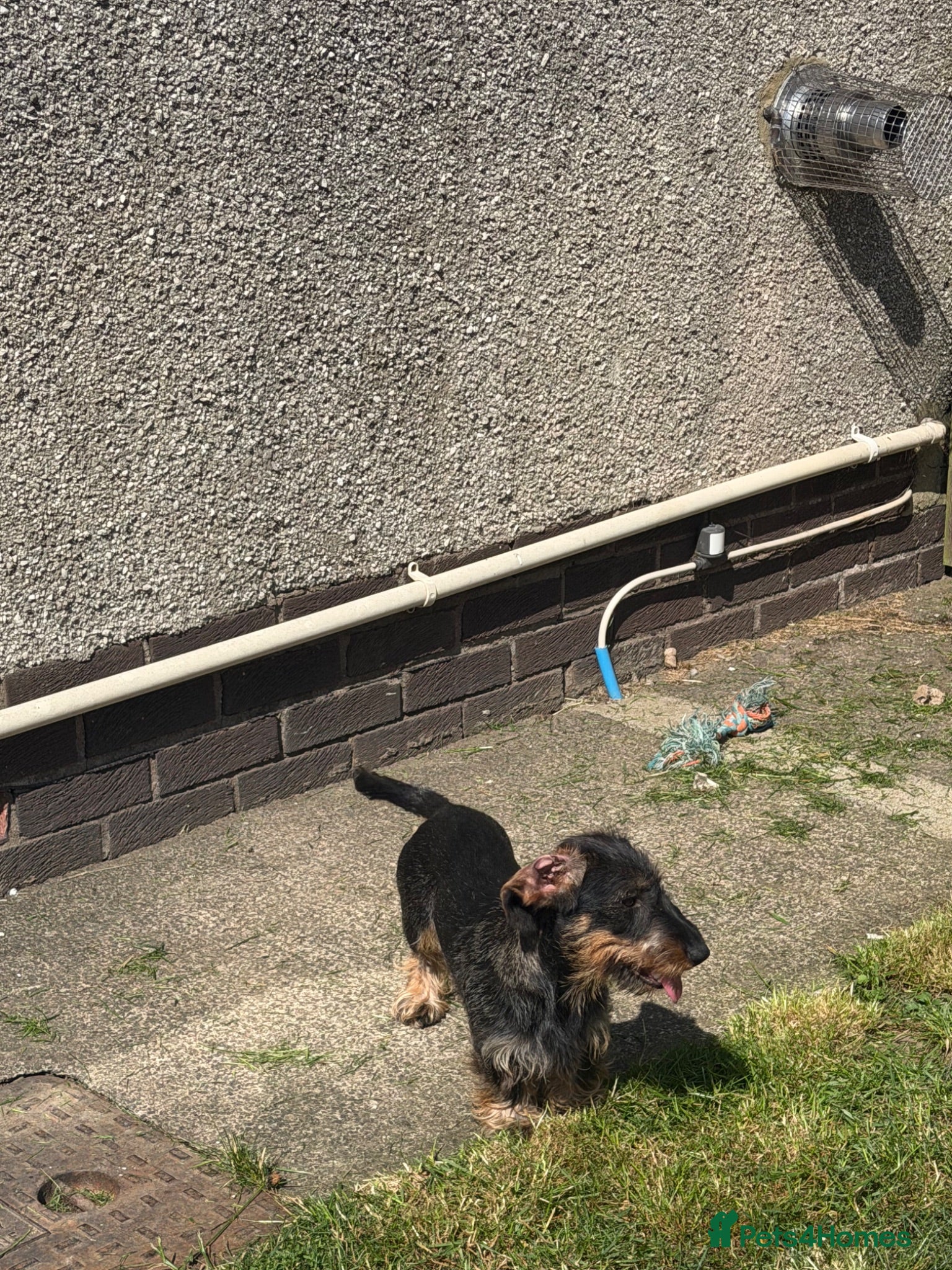 Dachshund dogs Kc registered Teckel Bitch  - Advert 1