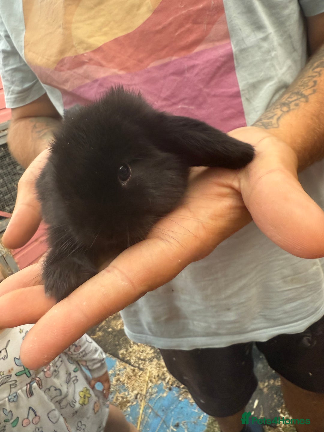 Mini Lop rabbits for sale: Mini lop - Image 19