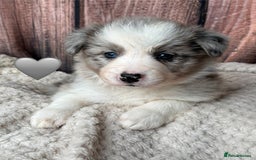 Border Collie dogs for sale: 7 Beautiful Border Collie Puppies  - Image 17