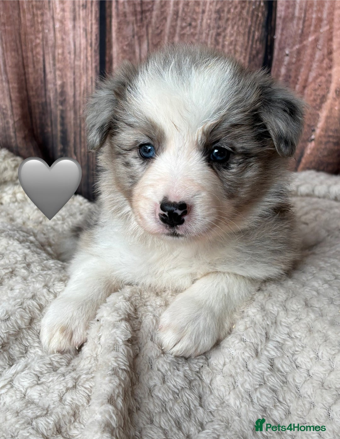 Border Collie dogs for sale: 7 Beautiful Border Collie Puppies  - Image 17
