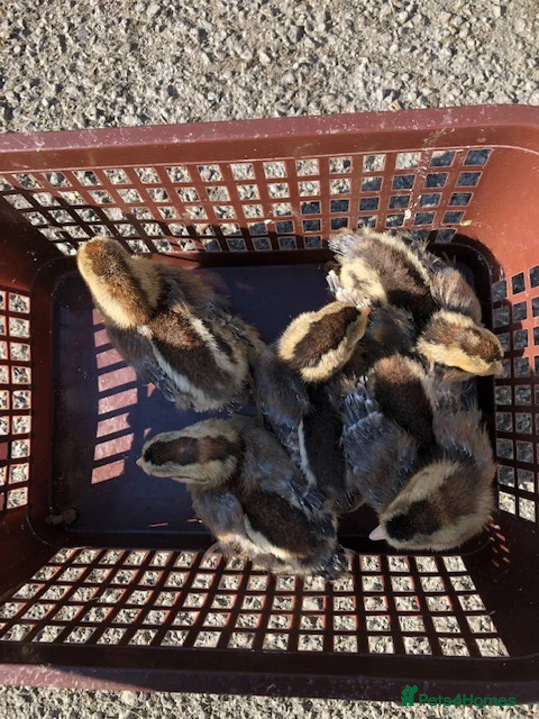 Chickens poultry for sale: CREAM LEGBAR CHICKS - Advert 1