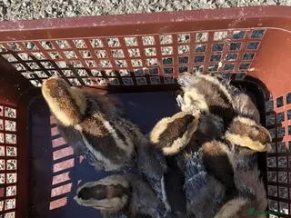 Chickens poultry CREAM LEGBAR CHICKS - Advert 11