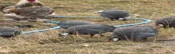 Guinea Fowl poultry for sale: Guinea Fowl - Advert 4