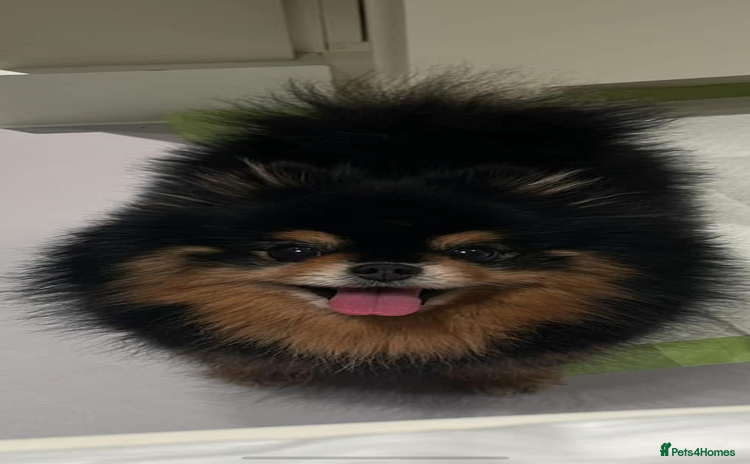 Pomeranian dogs Pomeranian for Stud - Advert 2