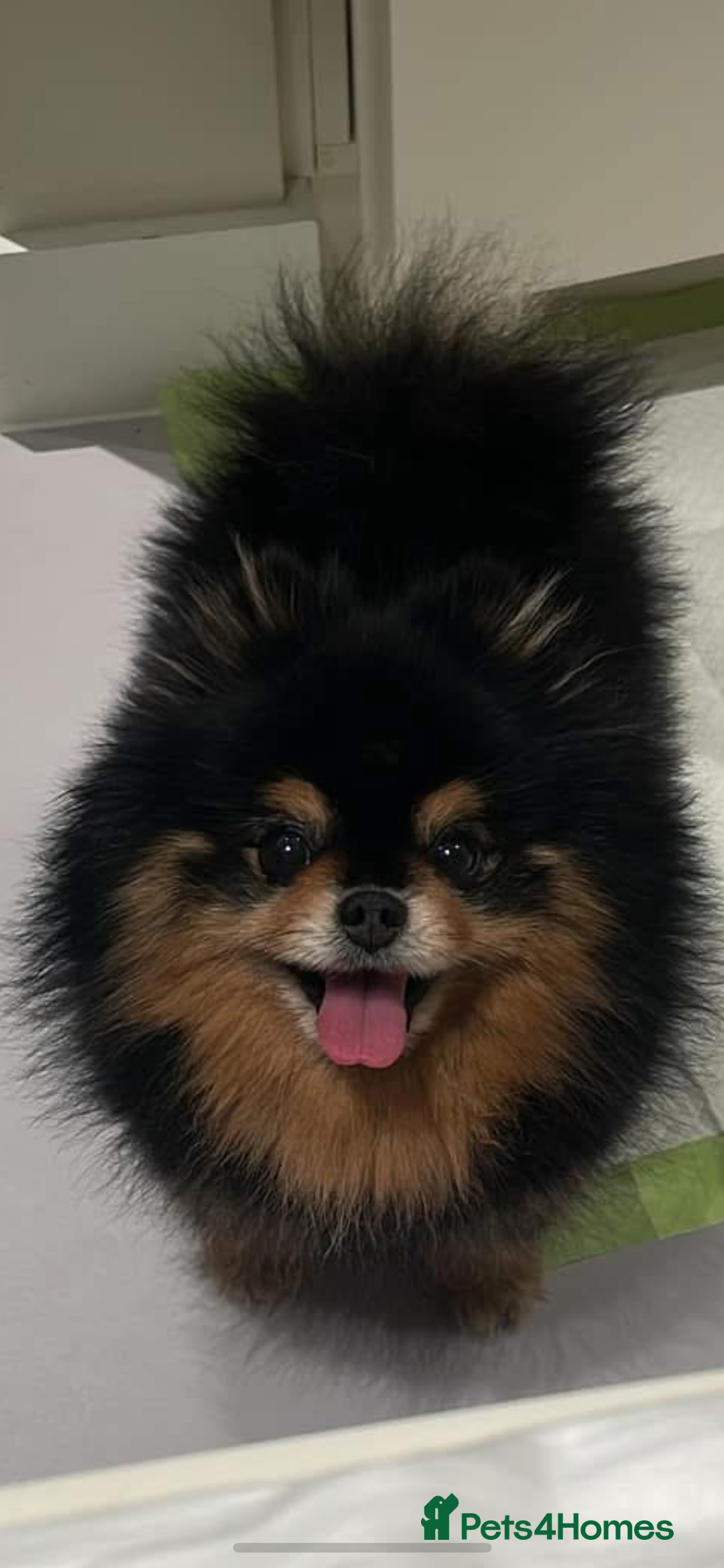 Pomeranian dogs for stud: Pomeranian for Stud - Advert 1